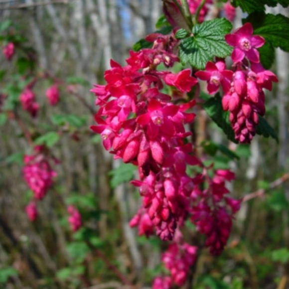 Meet your Posher, Rowena b. - Picture 1 of 1